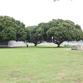Robb Field Park