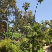 Balboa Park - Palm Canyon