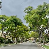 Valonia at Torrey Highlands