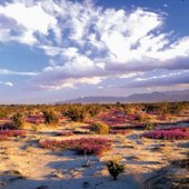 Anza Borrego Desert State Park