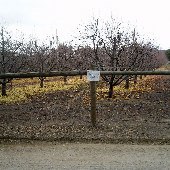 Calico Ranch Apple Orchard